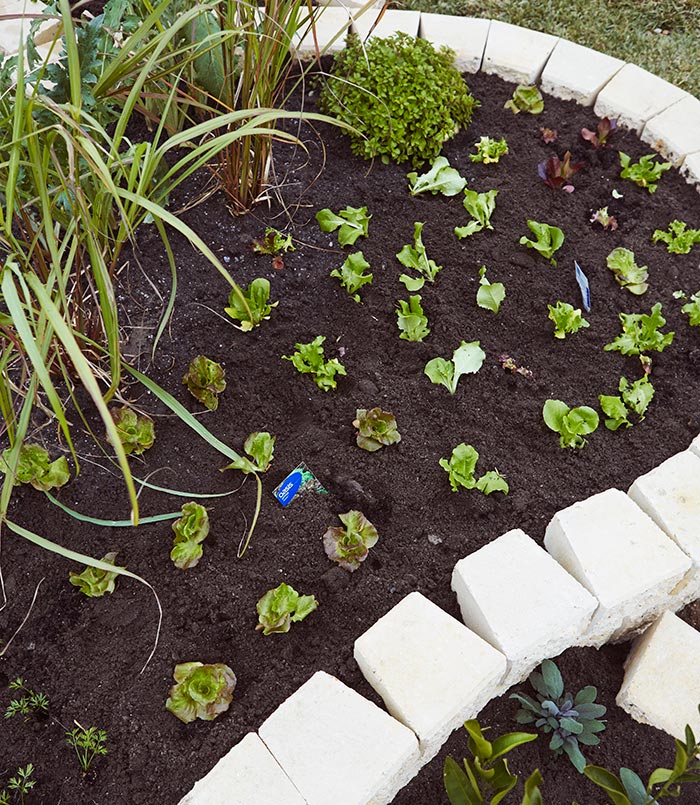 A veggie patch built with Miniwall concrete blocks