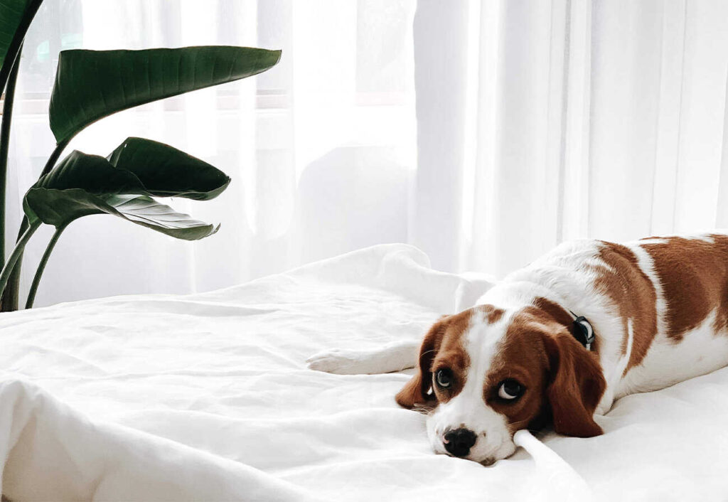 A dog lying on a bed covered in white linen next to an indoor palm.