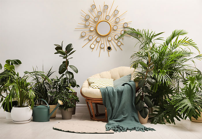 A natural papasan chair against a wall, surrounded by indoor plants.