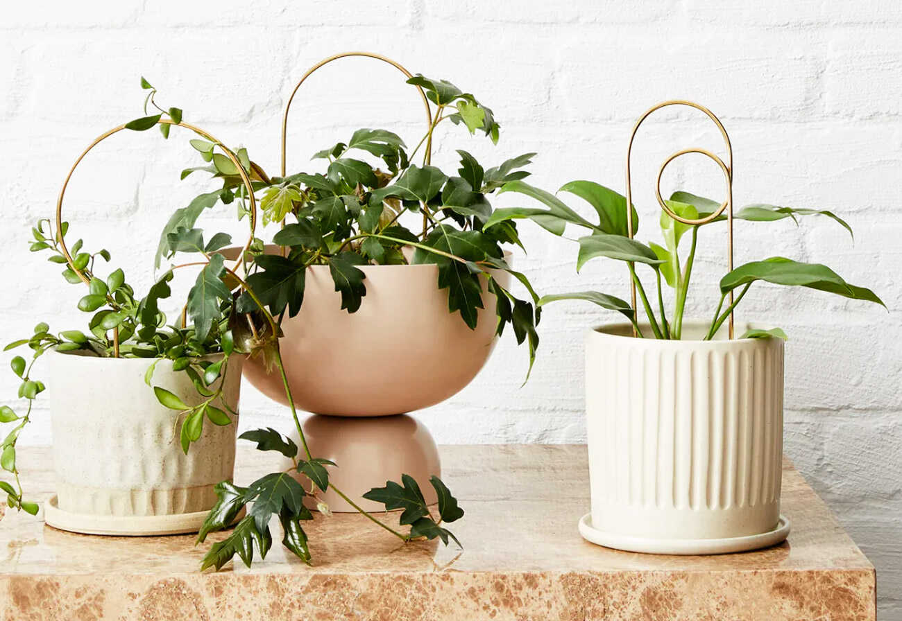 Three decorative pots with indoor plants and brass stakes in them.
