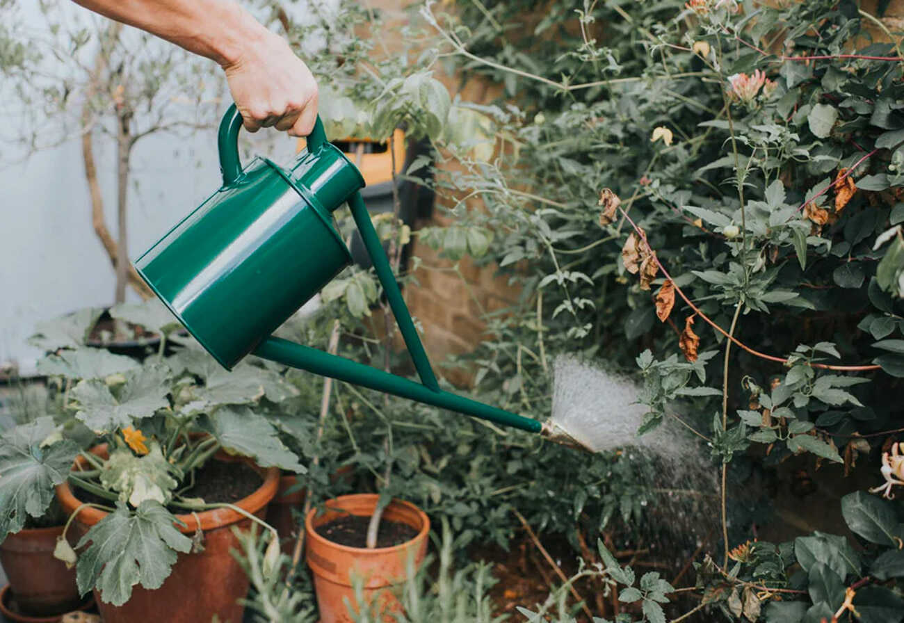 Original Haws Warley watering can in green being used in an outdoor garden.