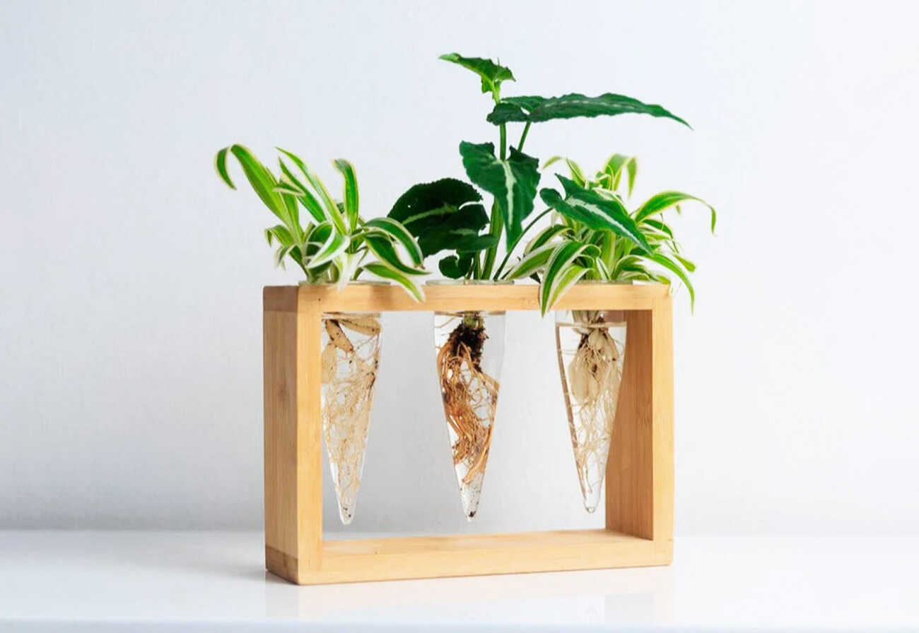 Wooden propagation station holding three tubes with plants in them.