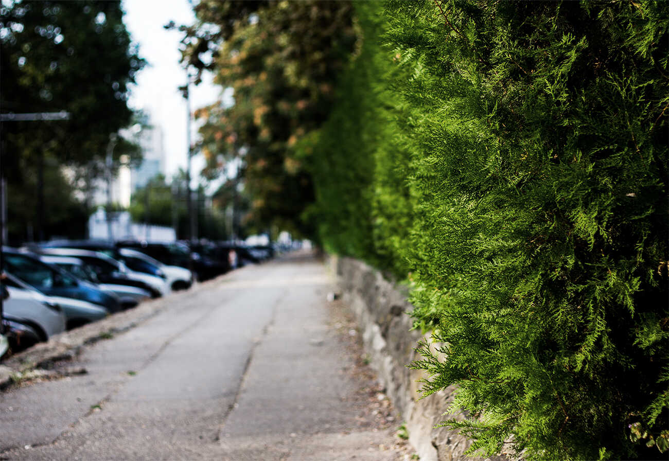 Urban footpath with thick hedge.