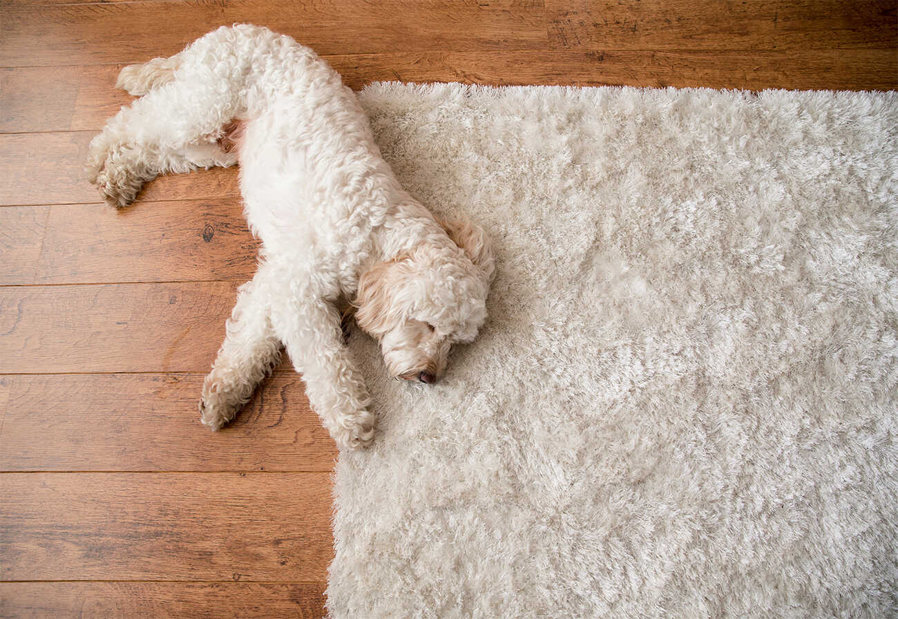 Dog lying on a fluffy rug on the floor.