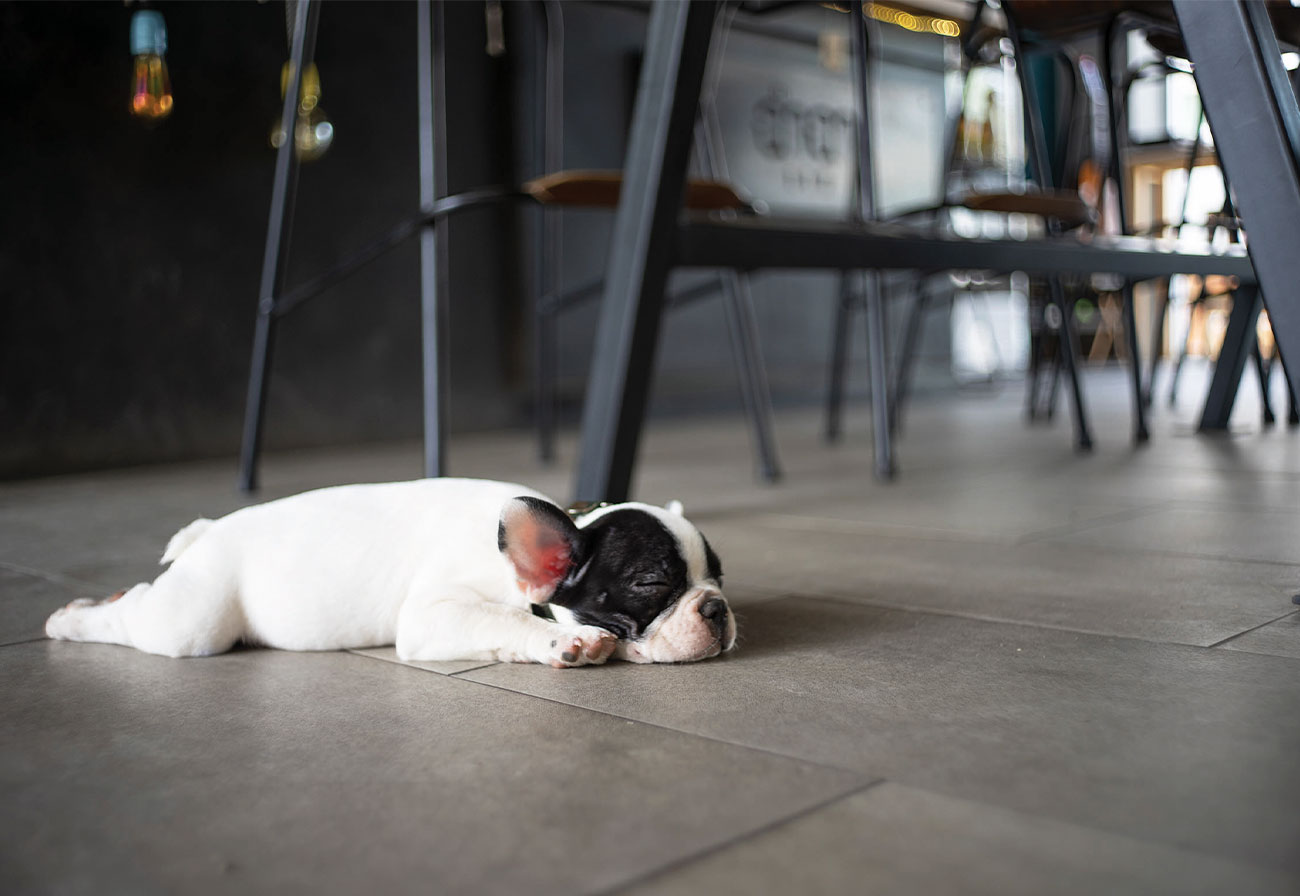 Dog sleeping on a tiles floor with underfloor heating.