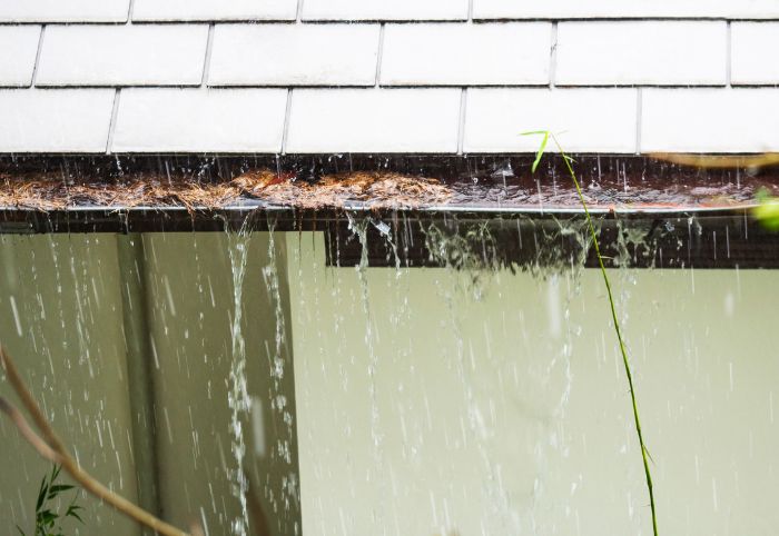 Gutters full of plant debris