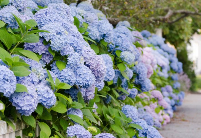 blue and purple hydrangeas