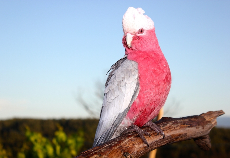 Australian Galah.