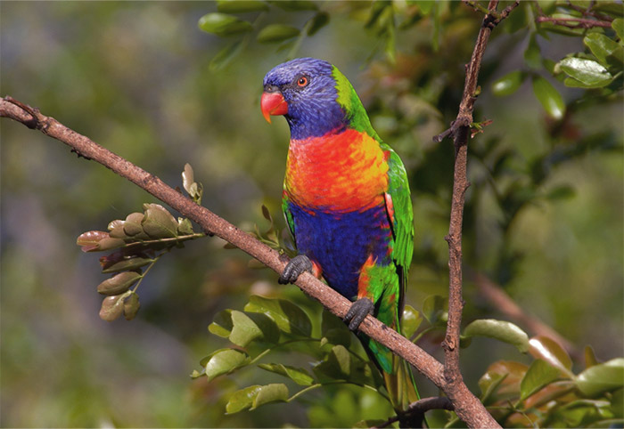 Rainbow Lorrikeet on a branch