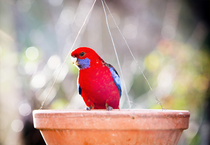 Australian Rosella