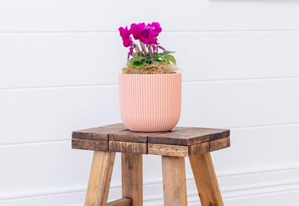 Capi Europe Indoor Pot Plant on a step stool.