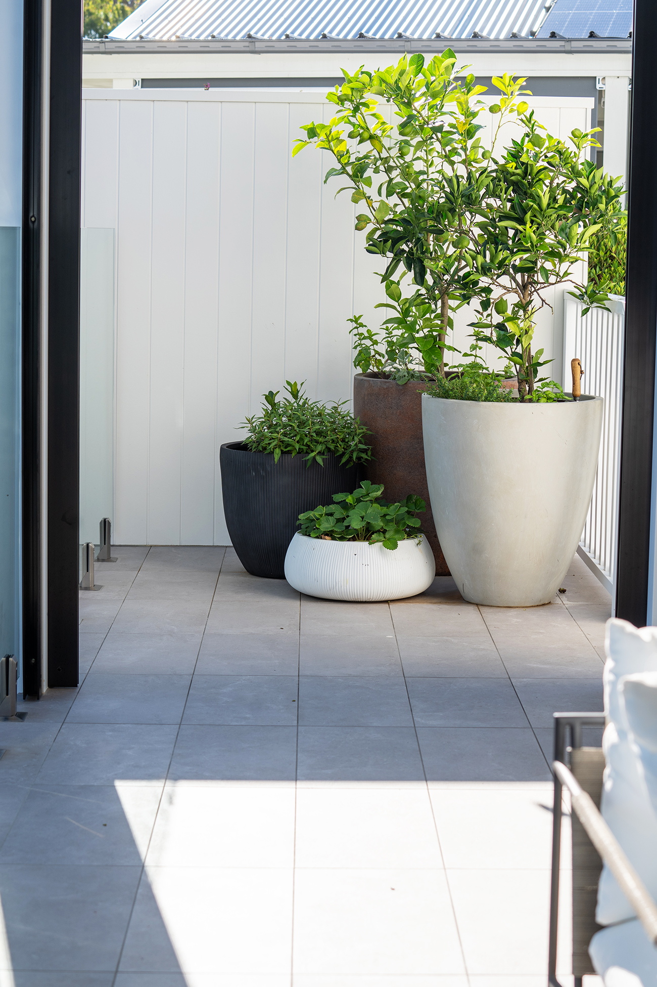 Potted plants on a paved patio.