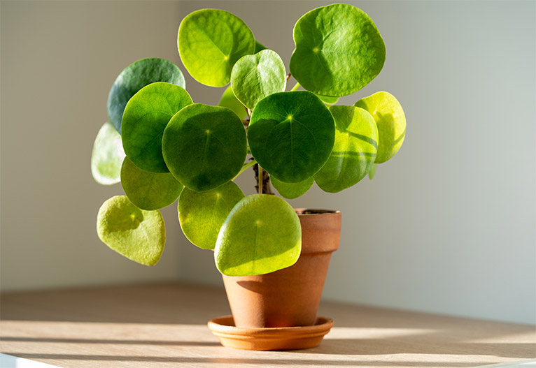 Chinese Money Plant.