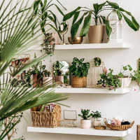 8 Best Low-Maintenance Indoor Plants In Australia