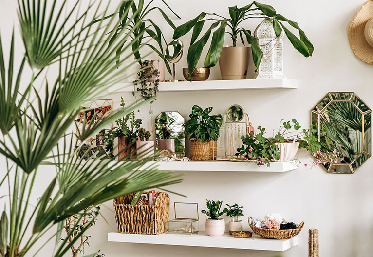 Indoor wall shelves filled with houseplants.