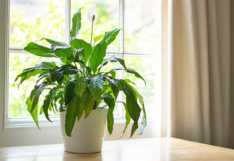 Peace Lily Plant on a table in front of a window.