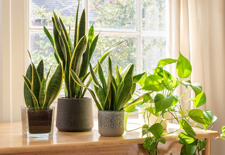 Snake plants on a window ledge.