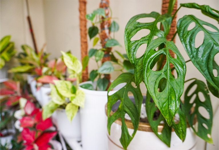 Swiss Cheese Plant in a white pot around with other assorted plants.