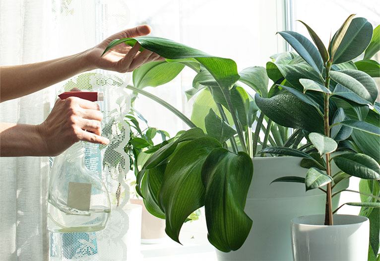 Person watering indoor plant.