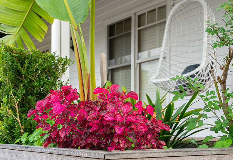 Backyard garden with colourful flowers and a hanging chair.