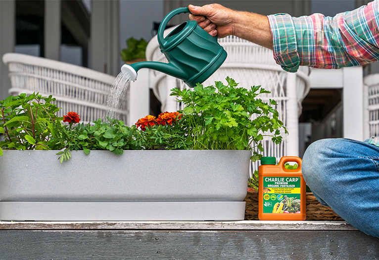 Watering garden with Charlie Carp organic fertiliser.