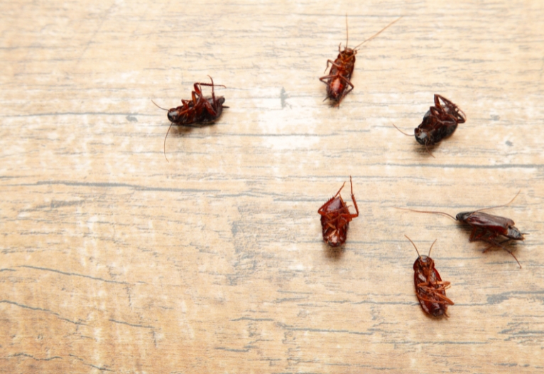 Dead cockroaches on a floor.