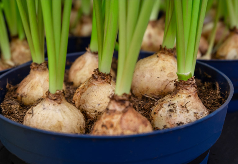 Daffodil bulbs.