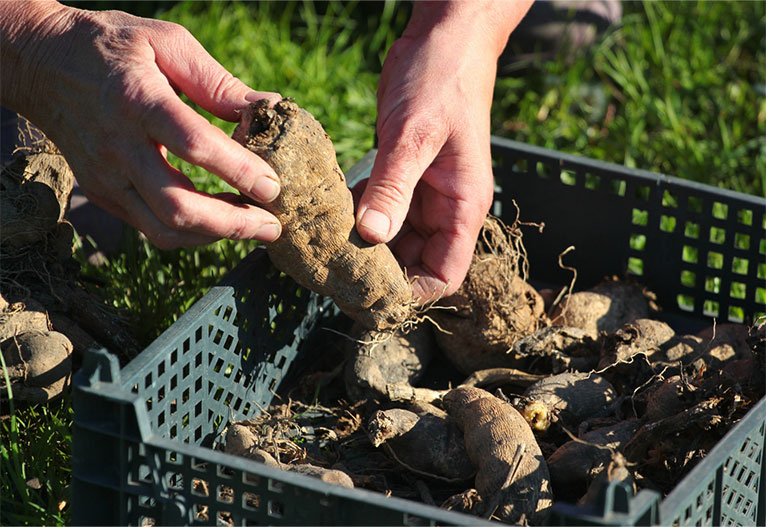 Person sorting Dahlia tubers to plant them.