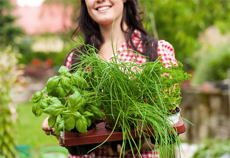 What To Plant Right Now: Expert’s Seasonal G...
