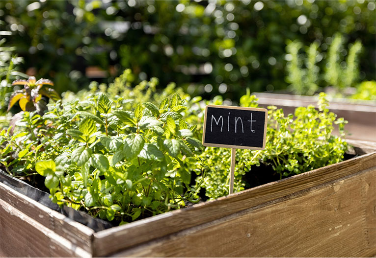 Mint growing in a garden bed.