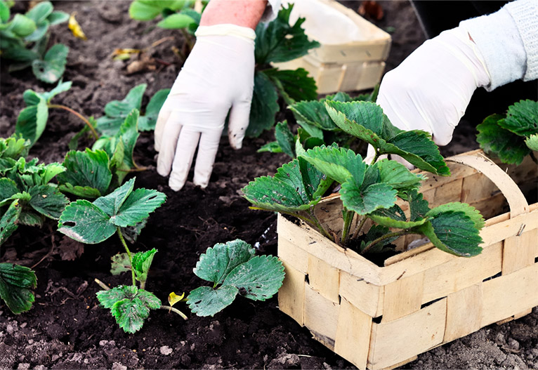 Person planting strawberries.