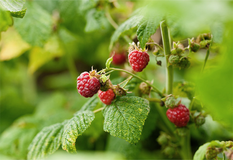 Raspberry bush.