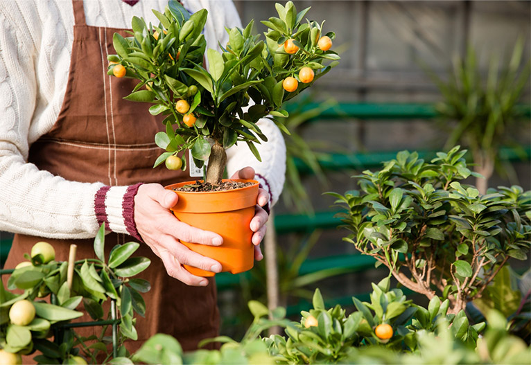 Small citrus in pot ready to be planted.