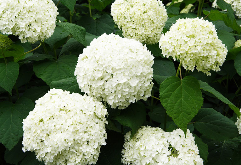 White hydrangeas.
