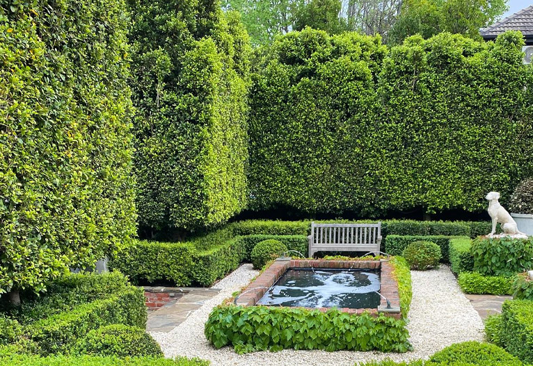 Tall hedges of evergreen fig designed by Andrew Stark.