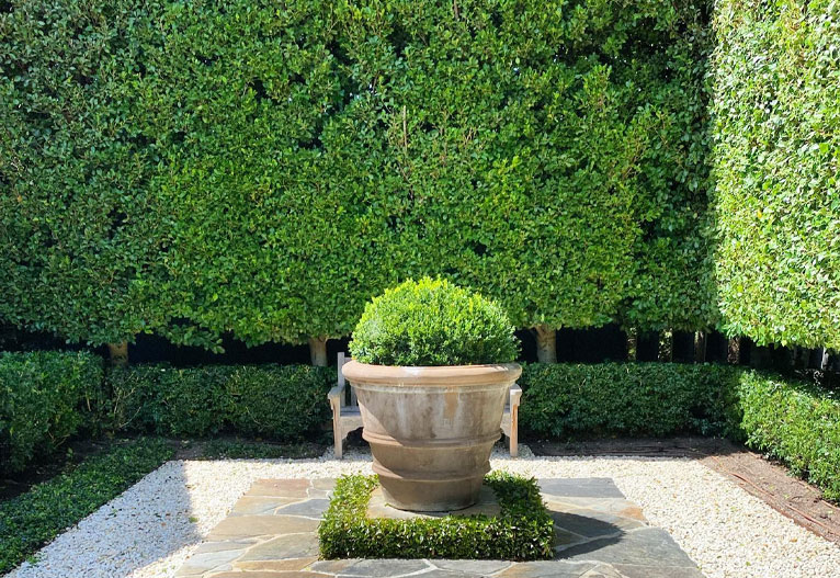 A ficus flash hedge designed by Andrew Stark.