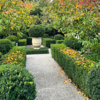 Expert Reveals The Best Hedge Plants In Australia