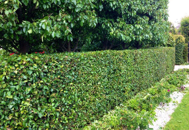 Lily Pilly hedge that has just been pruned by Andrew Stark.