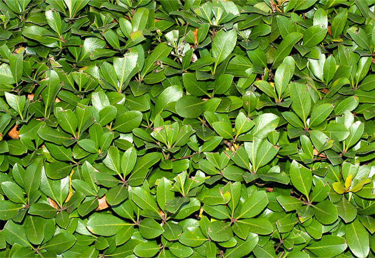 Indian hawthorn plant as a hedge.