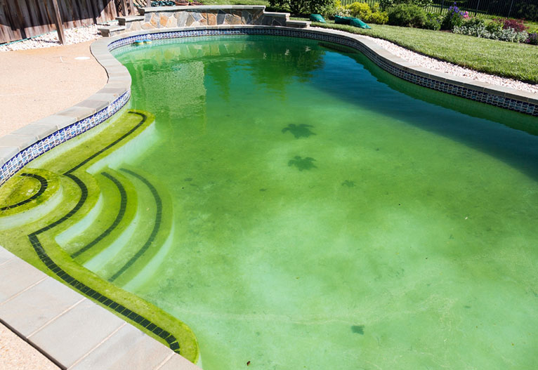 A backyard pool with green algae.